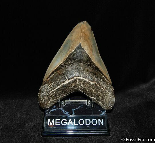 HUGE Megalodon Tooth - Just Shy of Inches #73